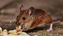 agricultural-pest-management Experts in Chandler Park